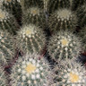 Barrel cactus