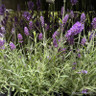 Lavender 'Ellagance Purple' 3L