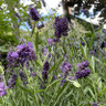 Lavender 'Ellagance Purple' 3L