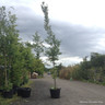 Carpinus betulus (Hornbeam) - Feathered (20-22cm girth)