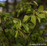 Carpinus betulus (Hornbeam) - Feathered (20-22cm girth)