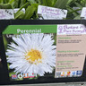 Leucanthemum Sante 1ltr pot