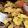 Heuchera 'Ginger Ale' - 1L