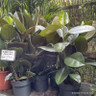 Ficus robusta (Rubber plant)