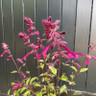 Salvia Love & Wishes 3ltr pot