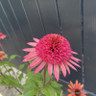 Echinacea 'Raspberry Truffle' 3ltr