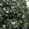 Trachelospermum jasminoides - 2L pot