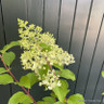 Hydrangea paniculata 'Wims Red' 10L