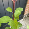 Hydrangea paniculata 'Wims Red' 10L