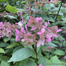 Hydrangea paniculata 'Wims Red' 10L