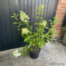 Myrtus communis (Common Myrtle) 30ltr