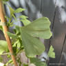 Ginkgo biloba 'Gold Flame' 4L