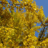 Ginkgo biloba 'Gold Flame' 4L