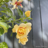 Rosa Glorious Babylon Eyes (Persica hybrid)