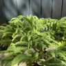 Cryptomeria japonica 'Globosa Nana' 3L