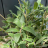 Sinningia tubiflora (3L) (Trumpet-flowered sinningia)