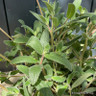 Sinningia tubiflora (3L) (Trumpet-flowered sinningia)