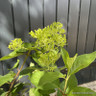 Hydrangea paniculata 'Skyfall'