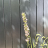 Lavandula angustifolia 'Edelweiss' 3L