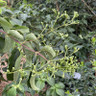 Heptacodium miconioides (Seven Son Flower tree) 7L