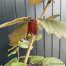 Corylus maxima 'Rote Zellernus' (Red-leafed hazel) 30L