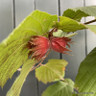 Corylus maxima 'Rote Zellernus' (Red-leafed hazel) 30L