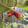 Corylus maxima 'Rote Zellernus' (Red-leafed hazel) 30L