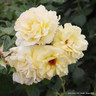 All Gold - Climbing Rose