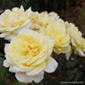 Casino - Climbing Rose