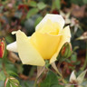 Casino - Climbing Rose