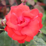 Danse De Feu - Climbing Rose