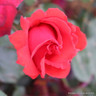 Danse De Feu - Climbing Rose