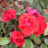 Danse De Feu - Climbing Rose