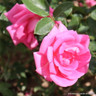 Morning Jewel - Climbing Rose