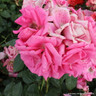Morning Jewel - Climbing Rose