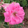 Morning Jewel - Climbing Rose