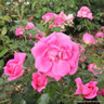 Morning Jewel - Climbing Rose