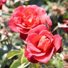Hot Chocolate - Floribunda Rose