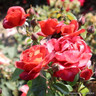 Hot Chocolate - Floribunda Rose