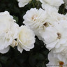 Iceberg - Floribunda Rose