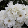 Iceberg - Floribunda Rose