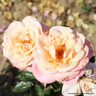 Renaissance - Hybrid Tea Rose