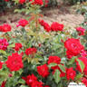 Ruby Anniversary - Floribunda Rose