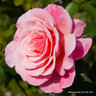 You're Beautiful - Floribunda Rose