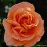 Absent Friends - Floribunda Rose