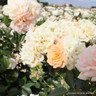 Absent Friends - Floribunda Rose