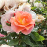 Together Forever - Floribunda rose