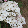 The Fairy - Groundcover Rose
