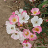 The Fairy - Groundcover Rose