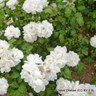 White Fairy - Groundcover Rose